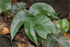 Tectaria herpetocaulos